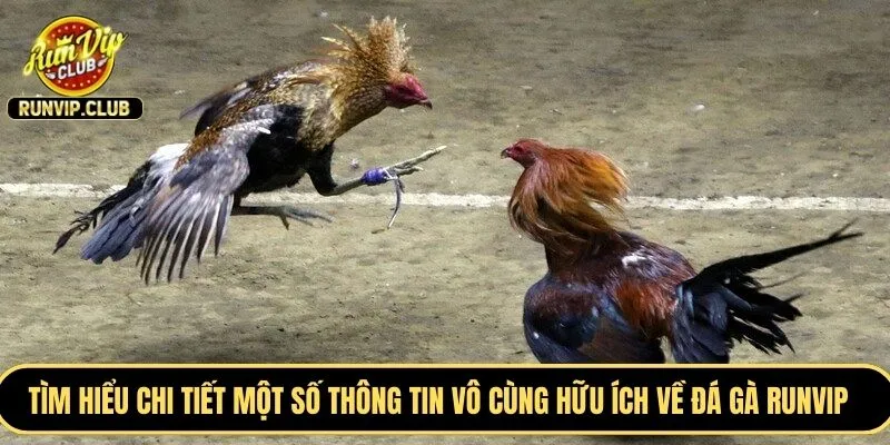 Tìm hiểu chi tiết một số thông tin vô cùng hữu ích về đá gà RUNVIP