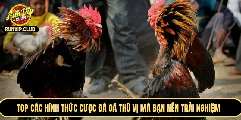 TOP các hình thức cược đá gà thú vị mà bạn nên trải nghiệm