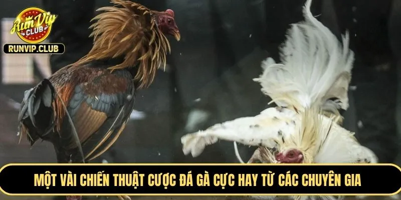Một vài chiến thuật cược đá gà cực hay từ các chuyên gia