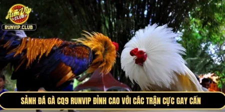 Sảnh Đá Gà CQ9