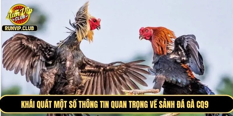 Khái quát một số thông tin quan trọng về sảnh đá gà CQ9