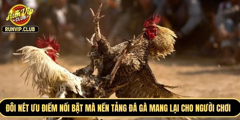 Đôi nét ưu điểm nổi bật mà nền tảng đá gà mang lại cho người chơi