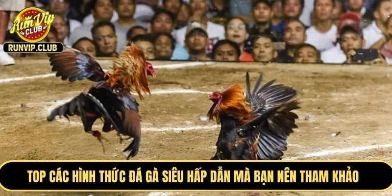TOP các hình thức đá gà siêu hấp dẫn mà bạn nên tham khảo