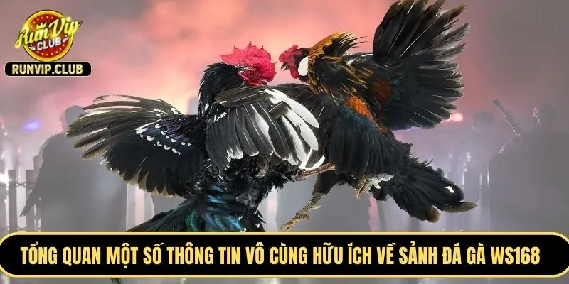 Tổng quan một số thông tin vô cùng hữu ích về sảnh đá gà WS168